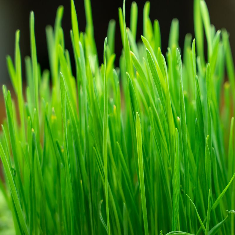 Winter Wheatgrass Seed Packet image number null